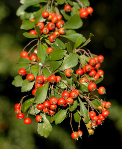 Littlehip Hawthorn berries